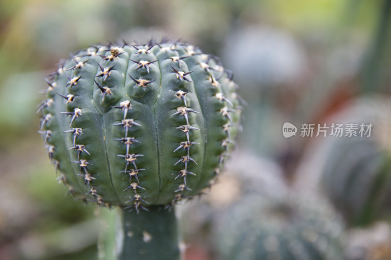 仙人球多肉植物