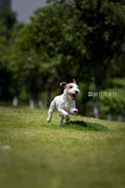 草地奔跑的杰克罗素梗犬