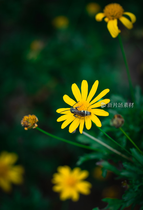 停留在黄色小花上的蜜蜂