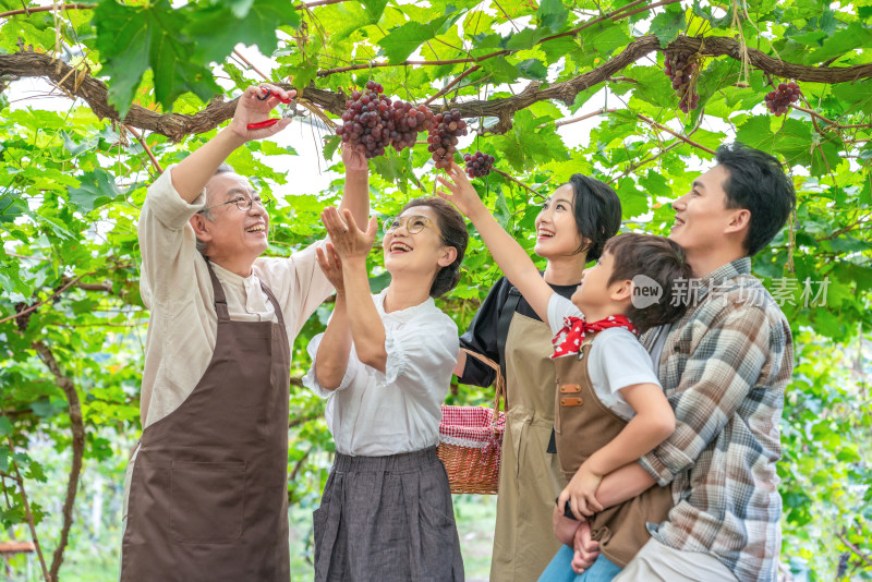 全家人在果园采摘葡萄