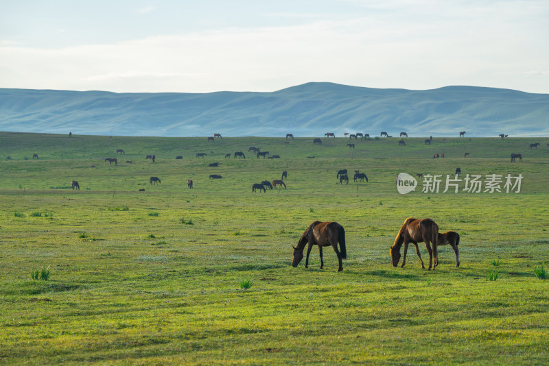 中国新疆草原上的马