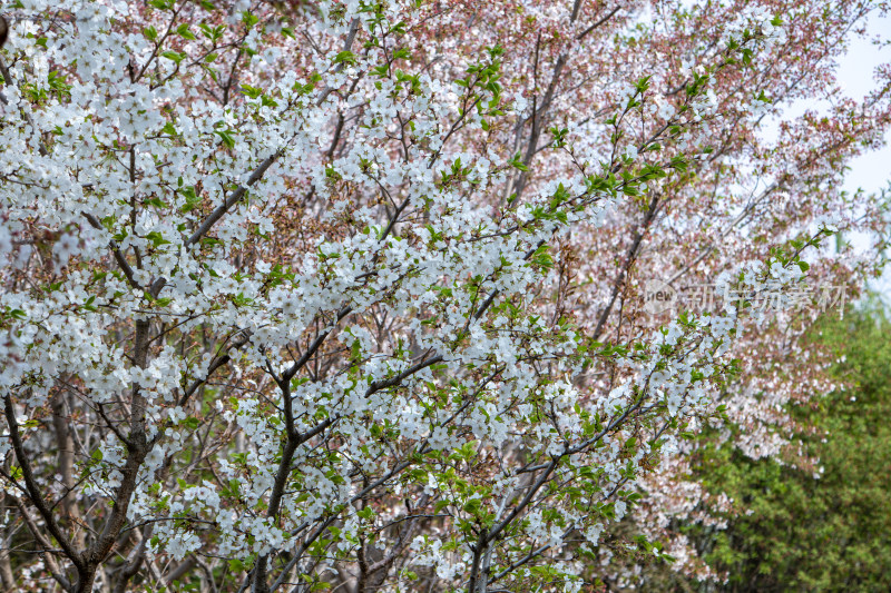 春天公园白色樱花盛开