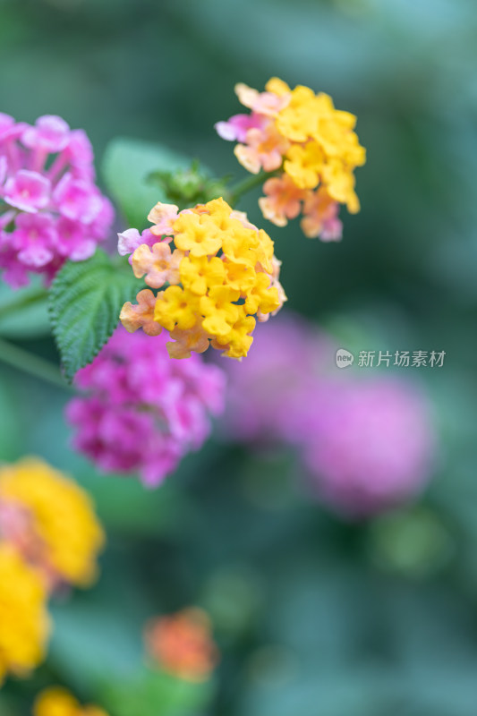 马樱丹花