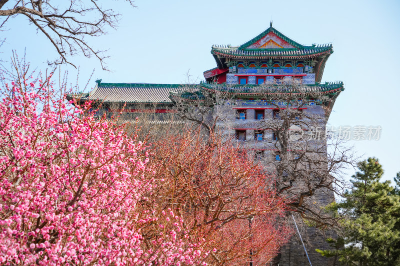 春天北京市内桃花盛开明城墙遗址公园