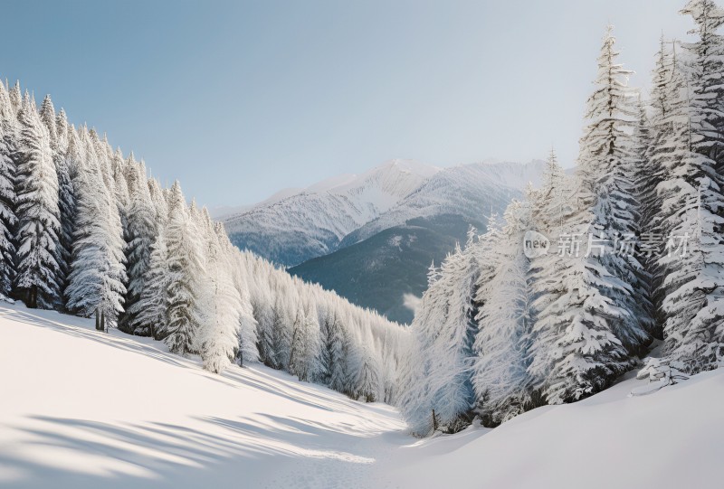 冬季森林白雪覆盖风景