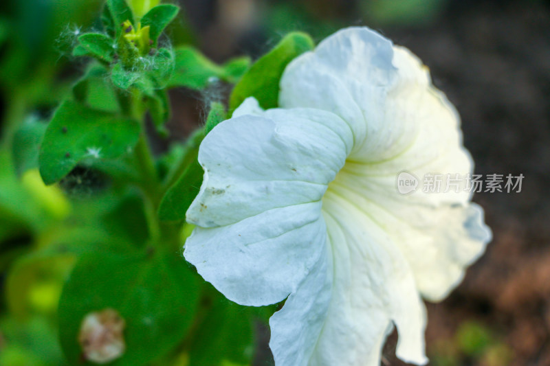 白色花朵特写展现清新自然之美