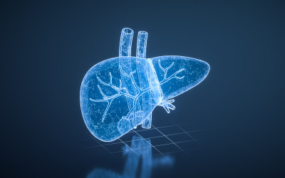 肝脏器官与生物医学3D渲染