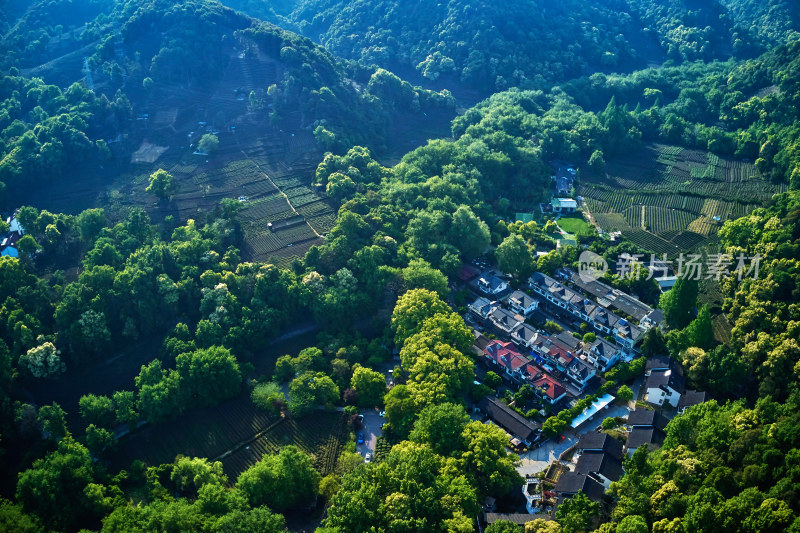 杭州九溪烟树