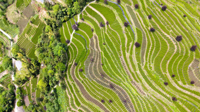 大自然茶园茶叶茶山美景景色航拍