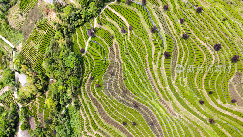 大自然茶园茶叶茶山美景景色航拍