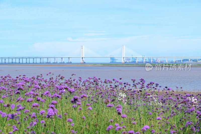 泉州海滨公园 大海与马鞭草