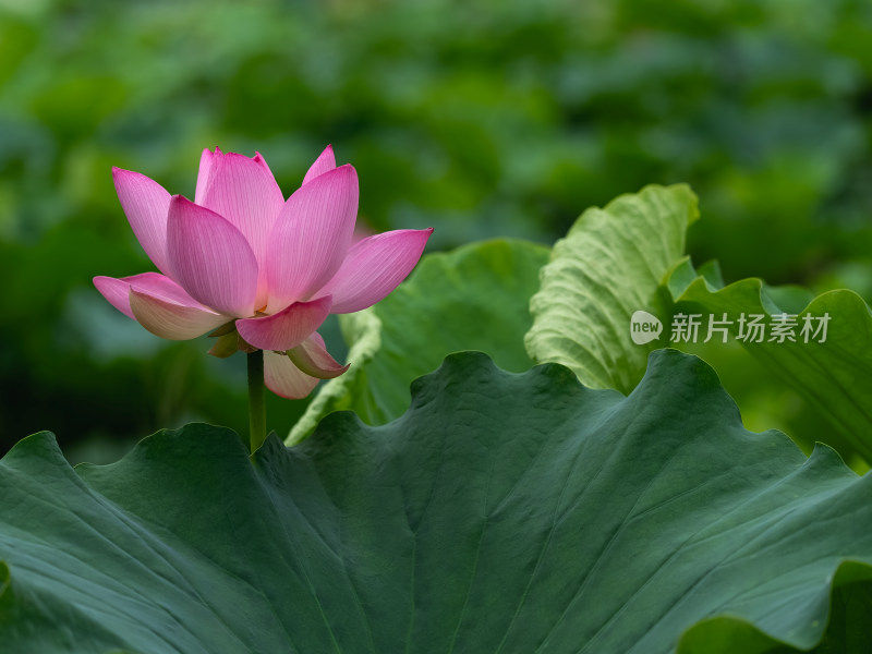 夏季荷塘粉红色莲花盛开