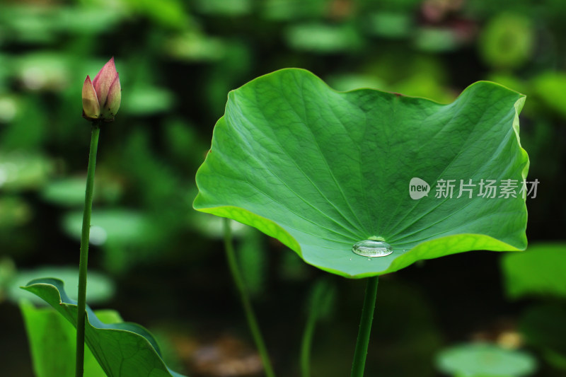 荷叶绿色背景