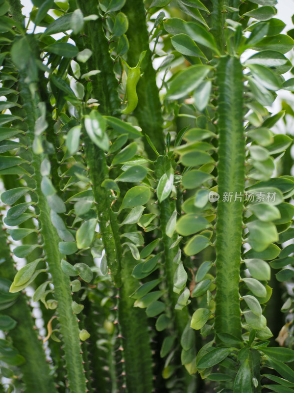 特写绿植叶片细节