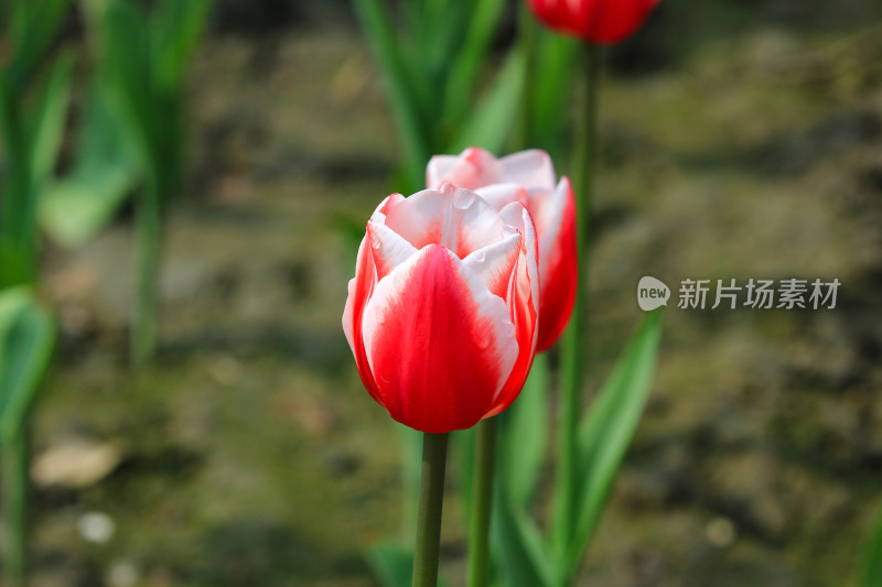 郁金香鲜花实拍背景