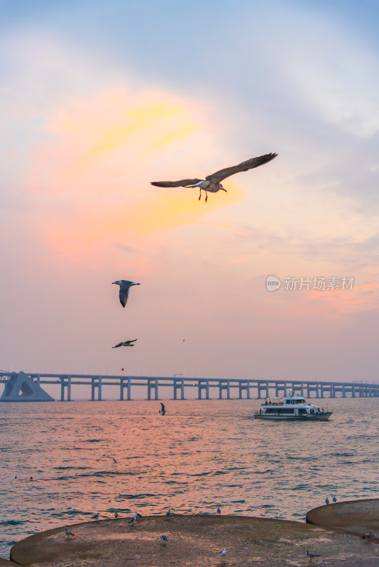 海上大桥边海鸥飞舞的美丽景象