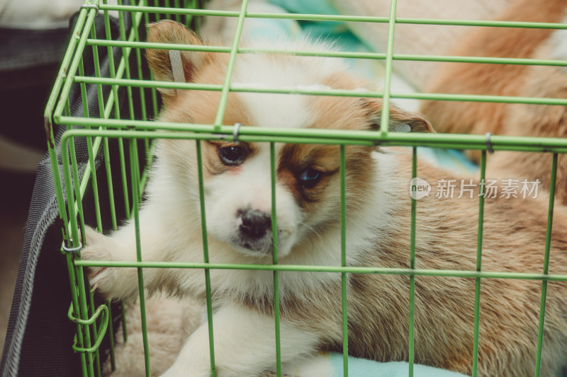 笼子里的小柯基犬