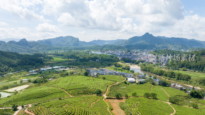 武夷山茶山梯田茶园 优质大红袍产区