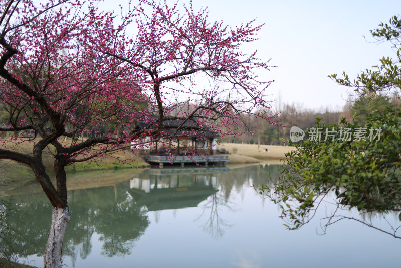 杭州植物园梅花盛开