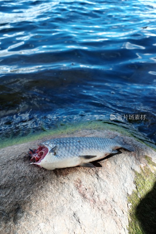 水边岩石上的死鱼