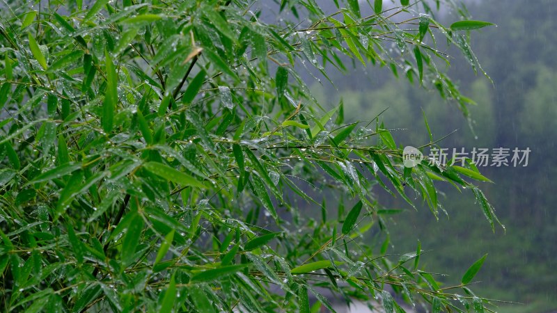 福建省泉州市德化县乡村植物特写