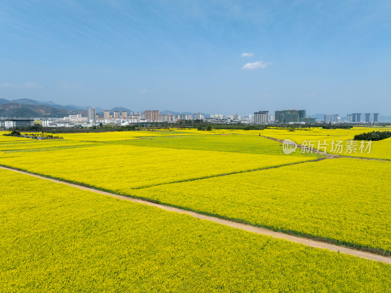 云南罗平油菜花海