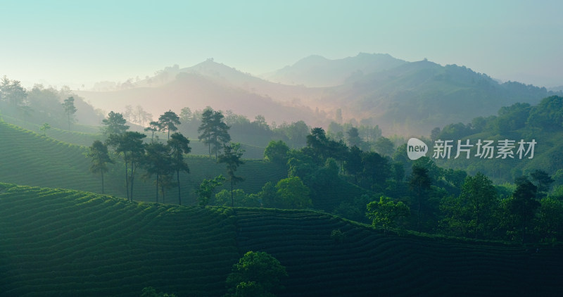 茶园茶山美丽乡村