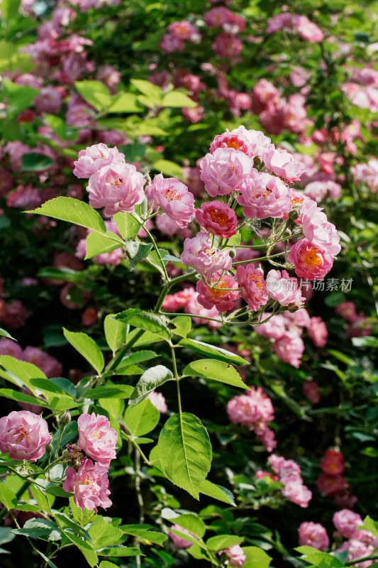 北京国家植物园蔷薇