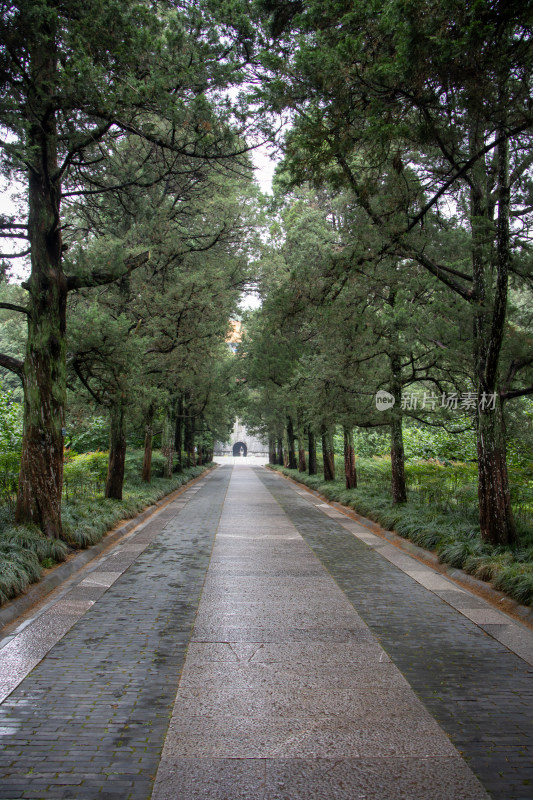 南京钟山风景区明孝陵夏季林荫路