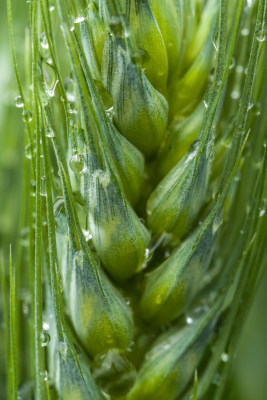 小麦开花麦穗麦子粮食丰收希望谷雨小满