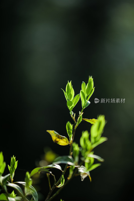 阳光下嫩绿新叶的特写