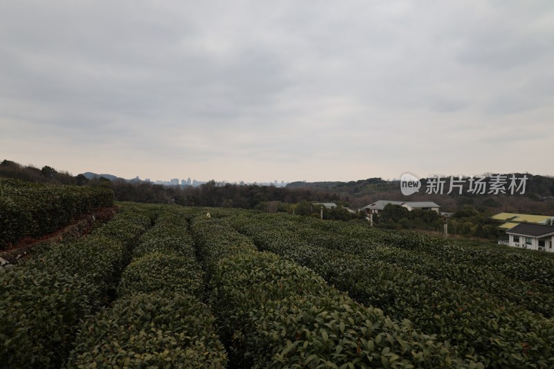 连绵茶园与远处城市景观