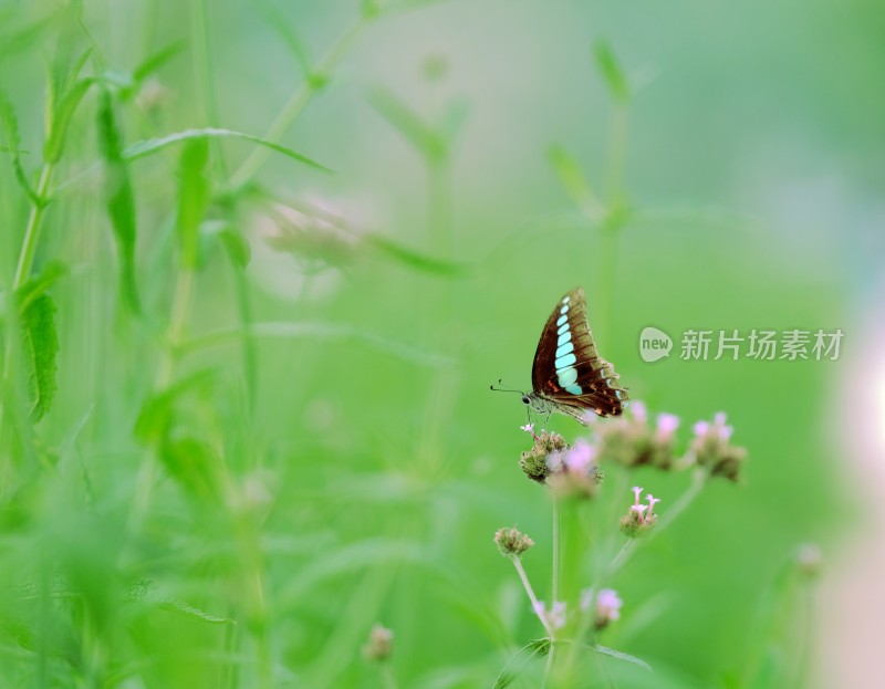 美丽蝴蝶昆虫