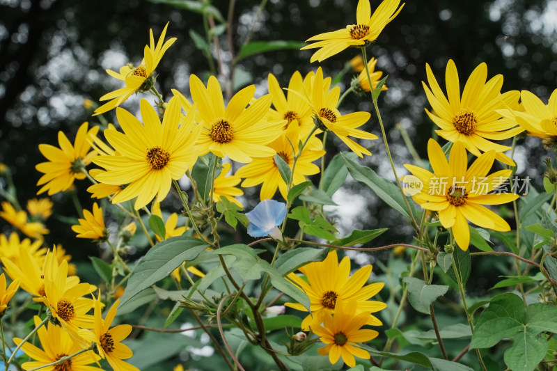 北京圆明园公园盛开的菊花