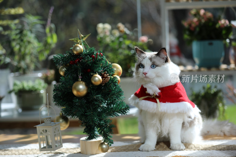 圣诞节扮演的猫坐在桌子上