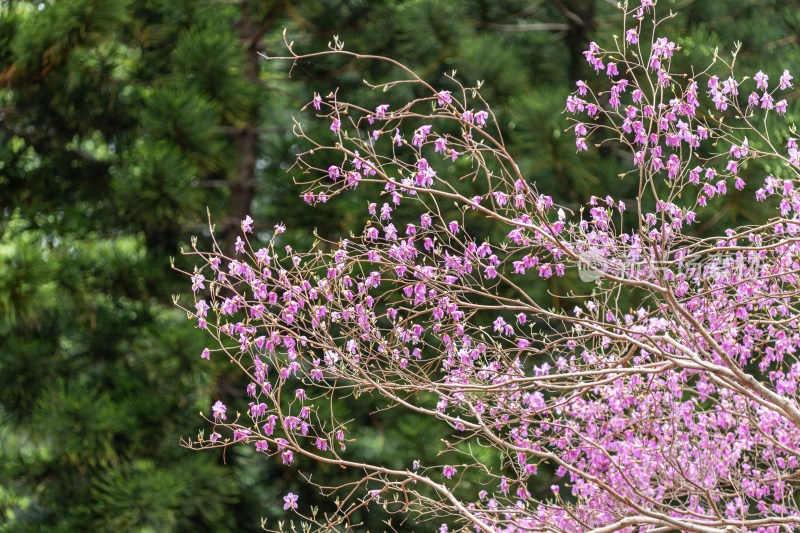 迎红杜鹃花