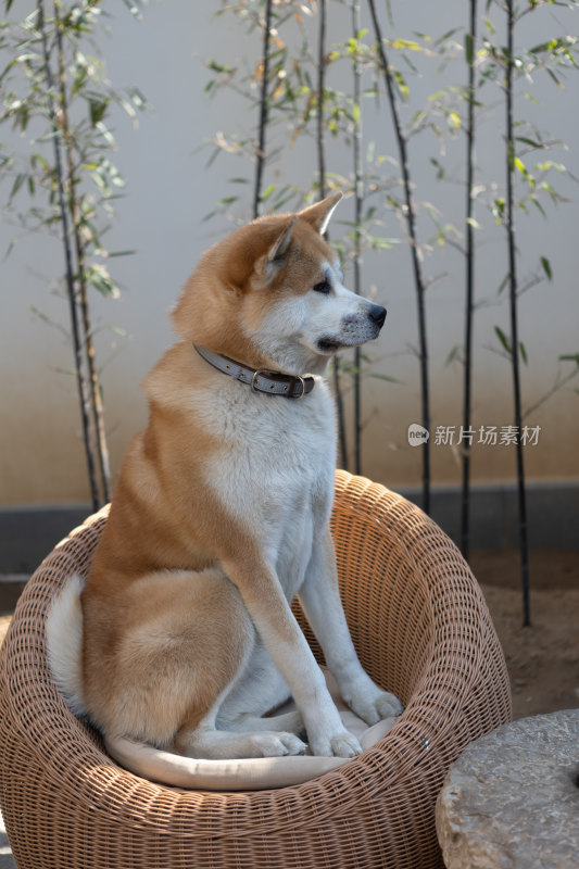 秋田犬特写