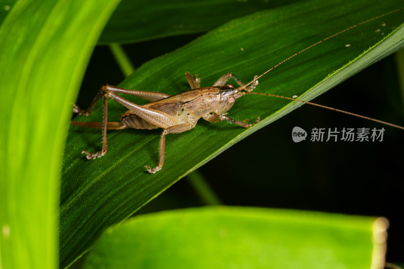 绿色叶片上的蚂蚱微距特写