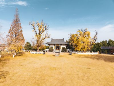 南京古惠济寺银杏