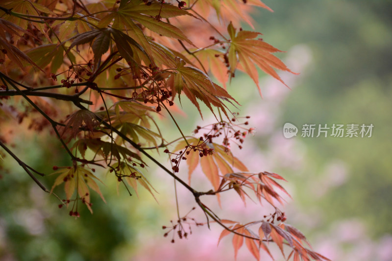 红枫叶鲜花绿叶背景