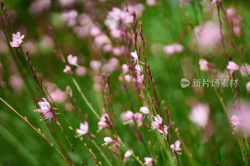 五彩斑斓的花卉