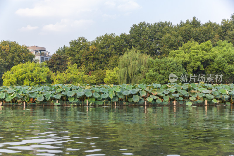 杭州西湖湖面上的荷叶与岸边树林