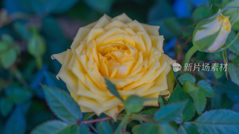 春花橙色月季水平视角特写