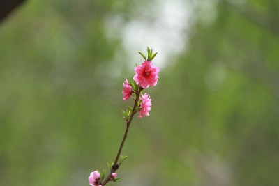 春天的桃花