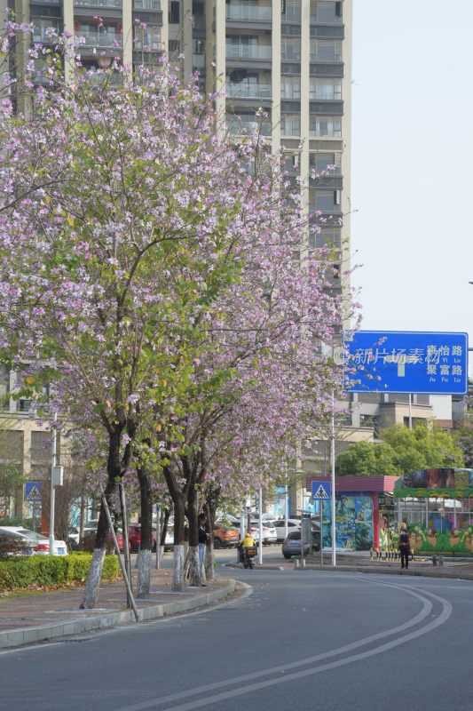 广东东莞：宫粉紫荆满树开花