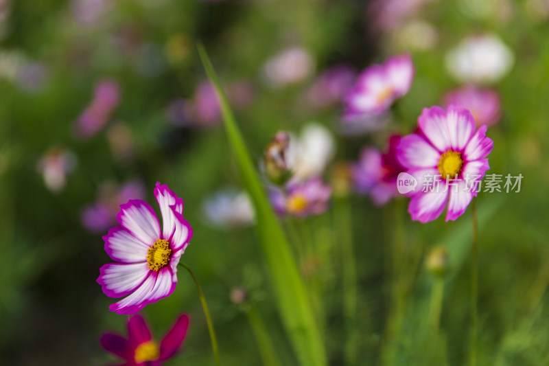 四季花卉盆景格桑花