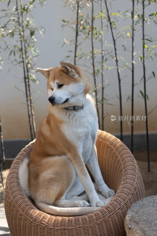 秋田犬特写