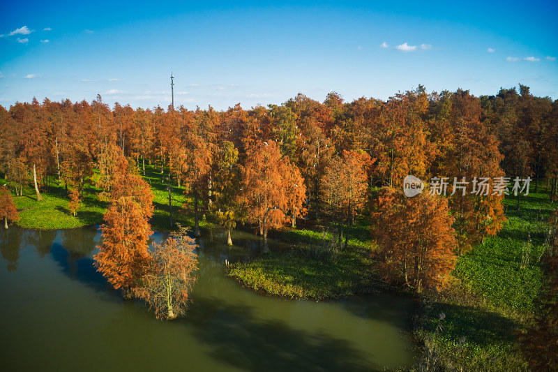 上海青西郊野公园秋季水杉林航拍