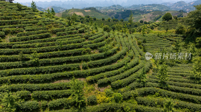 茶叶茶山茶艺茶园采茶茶红茶绿茶春茶茶叶茶