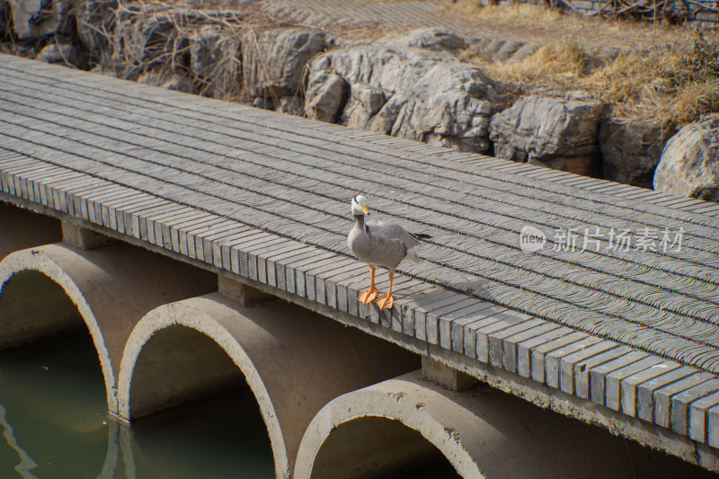 桥边上的斑头雁丘陵鹅